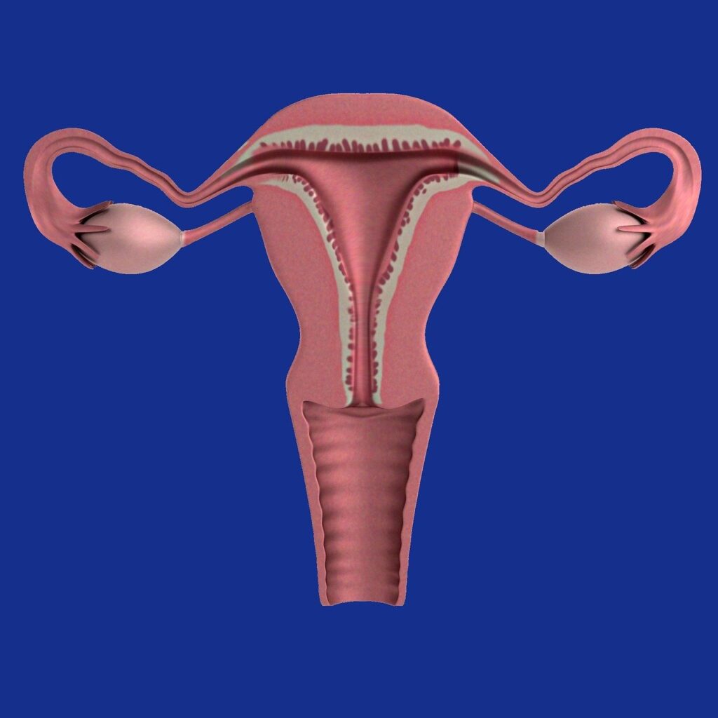 uterus, apparatus, ovaries, uterus, uterus, uterus, uterus, uterus, ovaries